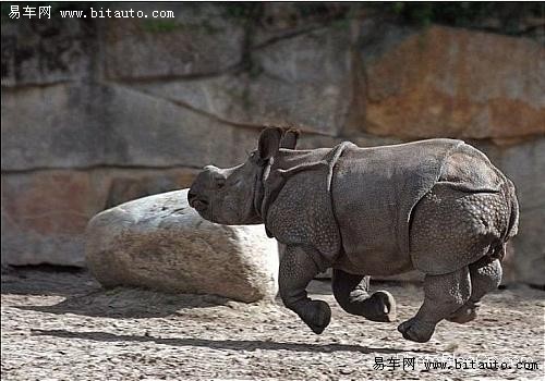 【动物千奇百怪的表情图片】-易车网b