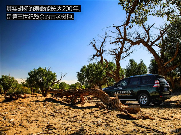 额济纳旗:居延海畔陷车 胡杨林里吃瓜