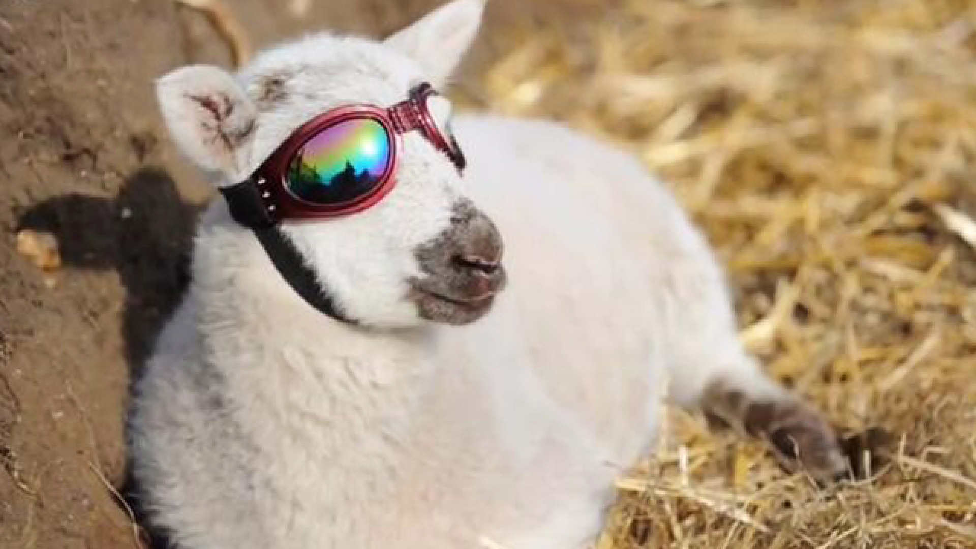 小羊羔为护眼戴墨镜上演动物界"太阳的后裔"