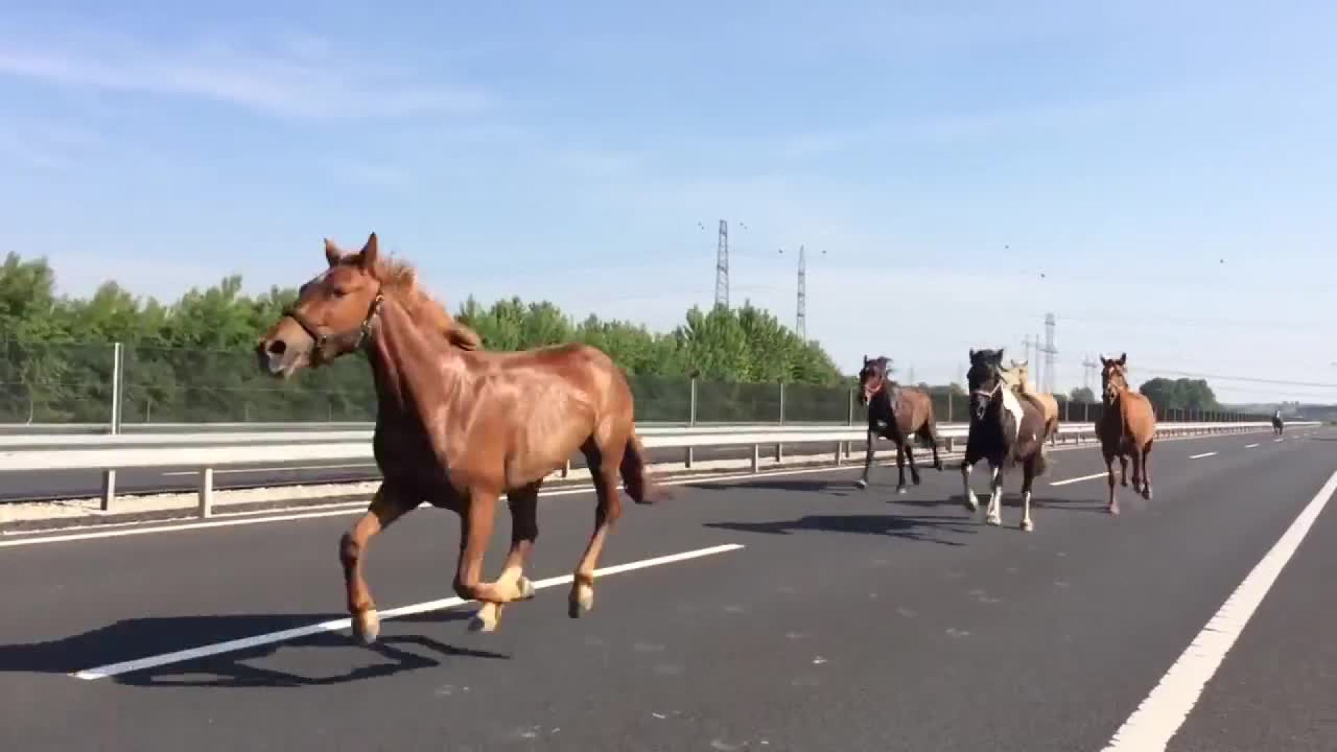 实拍多匹骏马高速公路逆行狂奔